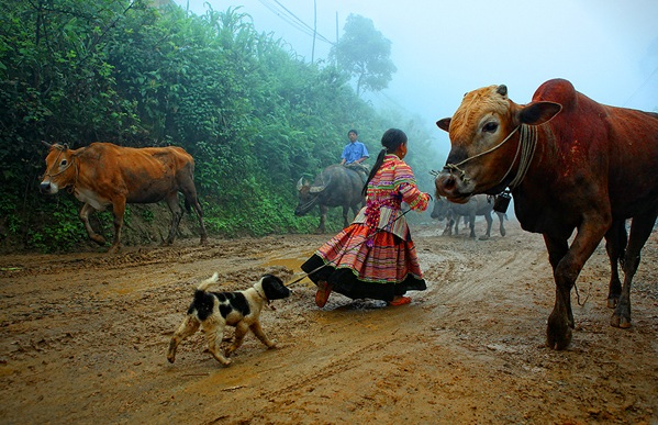 au-bord-de-route-du-nord vietnam