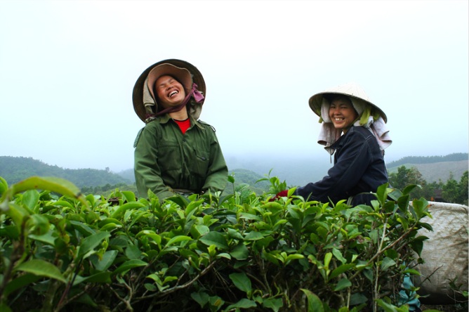 ceuillette-du-the-vert-nord-vietnam