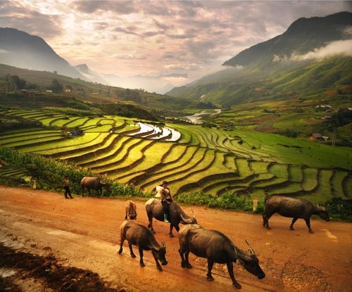 paysages-de-sapa