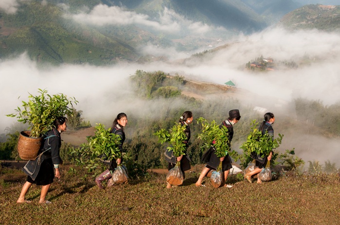 plantation-du-the-vert-vietnam