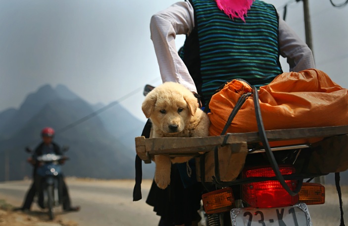 porteur-du-chien-au-vietnam