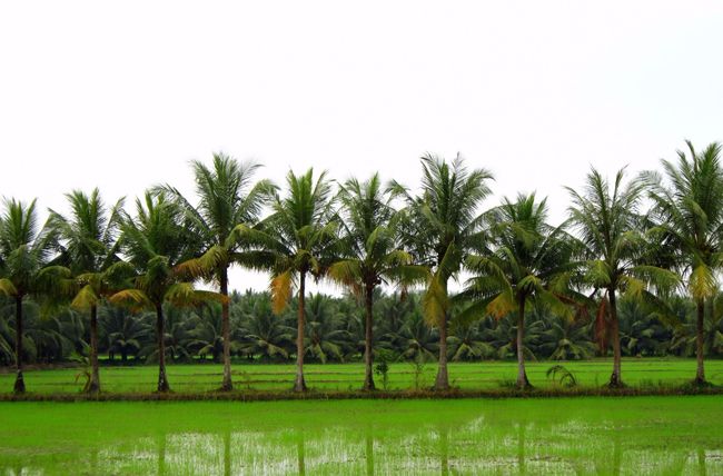 beaute-de-la-province-de-ben-tre-vietnam