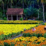 campi-dei-fiori-ben-tre-vietnam