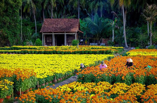 campi-dei-fiori-ben-tre-vietnam