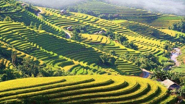 campi di riso terrazzati in Hoang Su Phi 