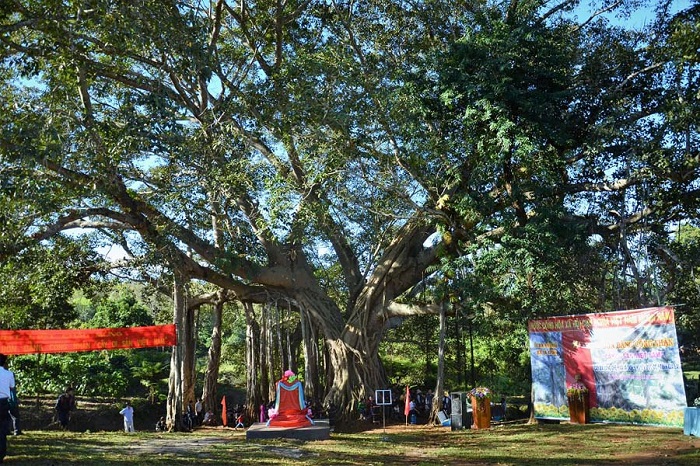 albero-di-banyan-vietnam