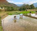 mai chau