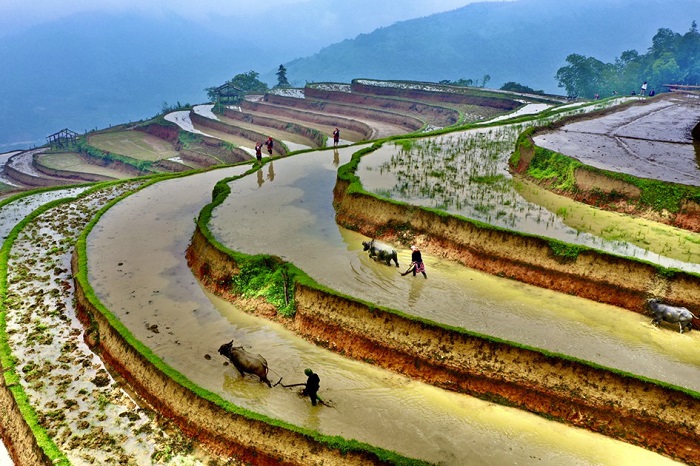 ha-giang-vietnam-riziere-en-terrase