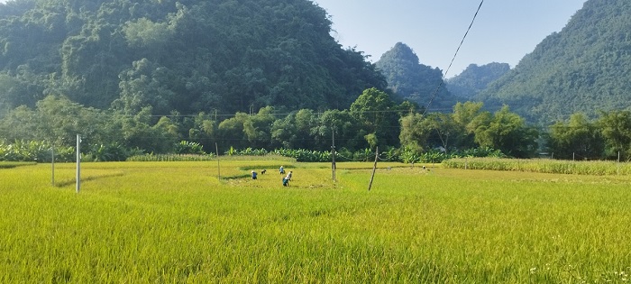 Lam Thuong Yen Bai