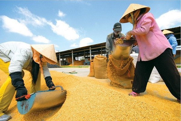 il granaio di riso del delta del mekong in vietnam