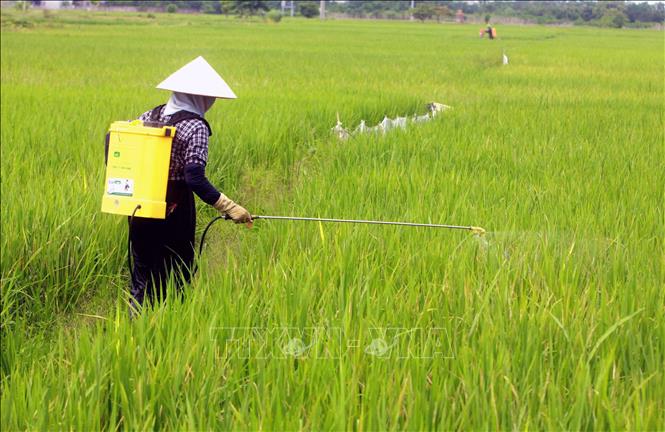 agricoltore in vietnam