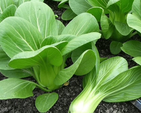 Brassica-juncea-verdure