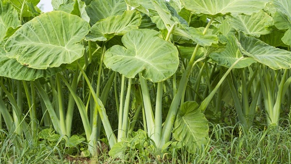 Doc mung gynura bicolor vietnamese vegetables