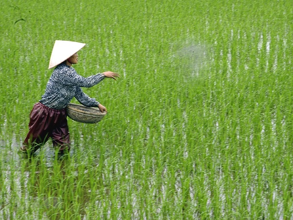 pianta di riso in vietnam