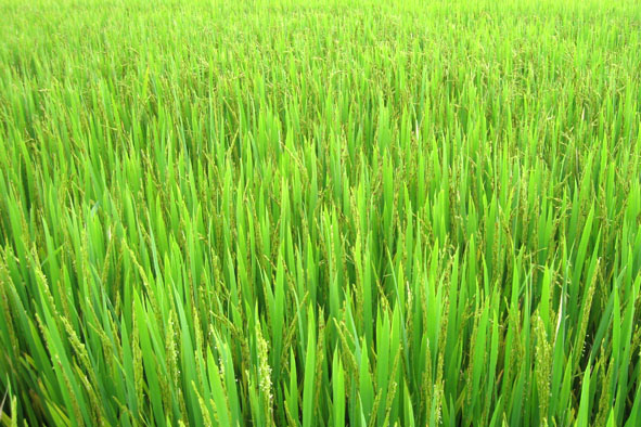 piante di riso vietnam