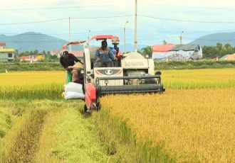 Raccolta del riso in Vietnam