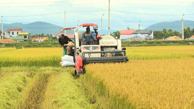 Raccolta del riso in Vietnam