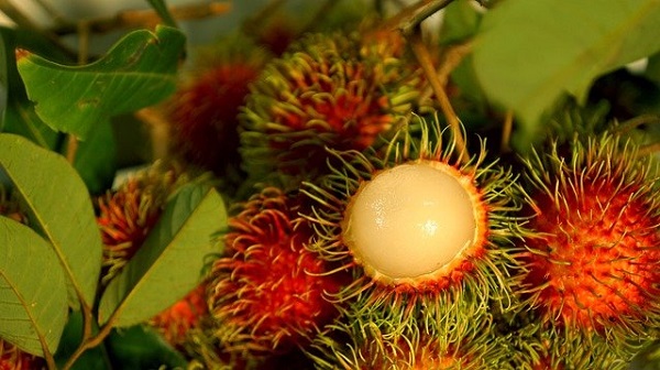 rambutan frutta esotica viaggio in vietnam