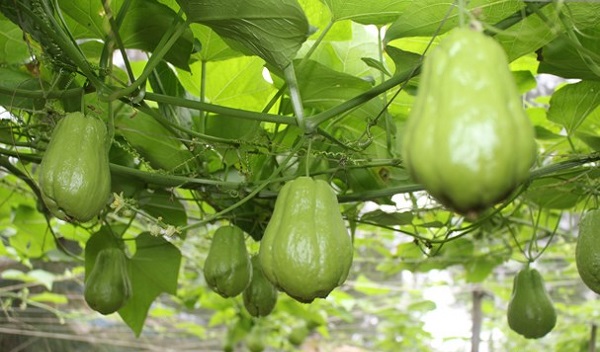 Su su sechium edule vietnamese vegetables