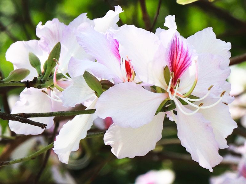 Fiore-di-bauhinia