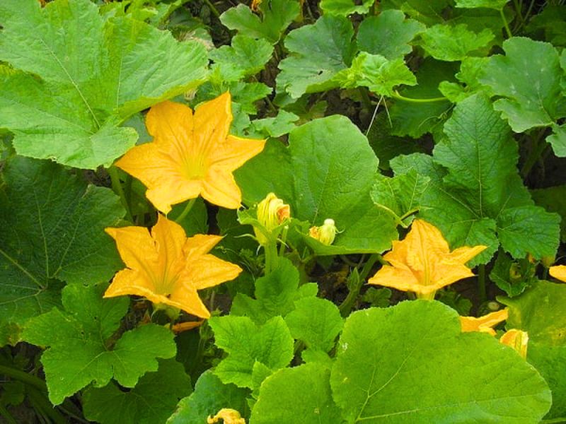 Fiori-di-zucca