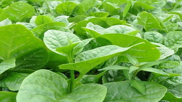 Mong toi basella alba Verdure vietnamite