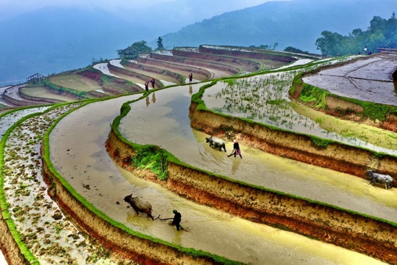 risaia-in-terracotta-ha-giang