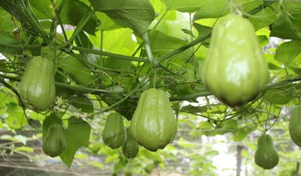 Su su sechium edule Verdure vietnamite