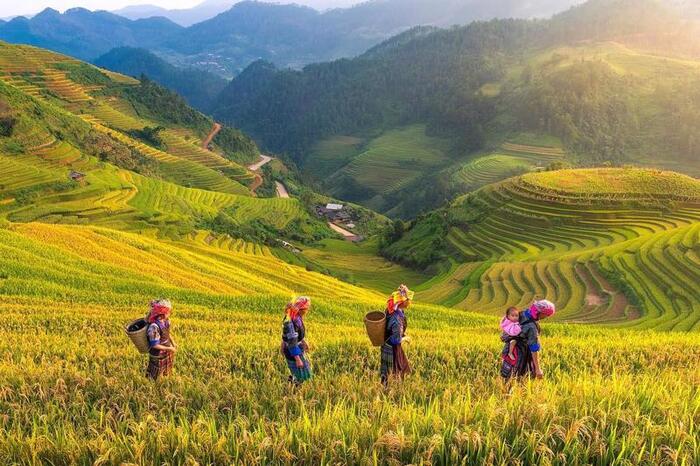 mu-cang-chai-vietnam